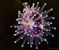   solitary strawberry sea anemone cm diameter  